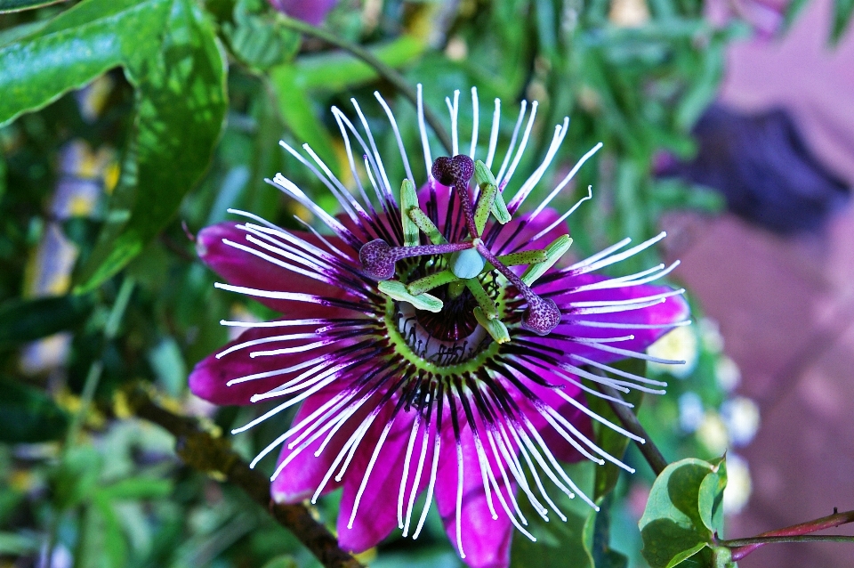 Naturaleza florecer planta flor