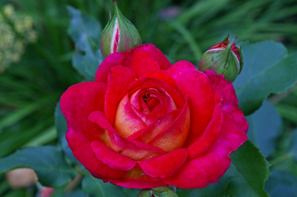 Nature blossom plant flower