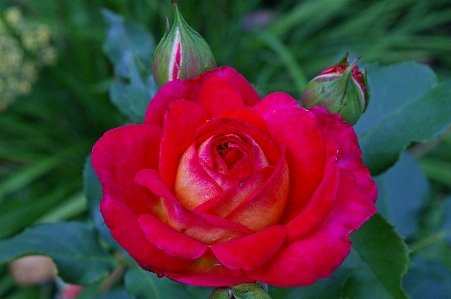 Nature blossom plant flower Photo