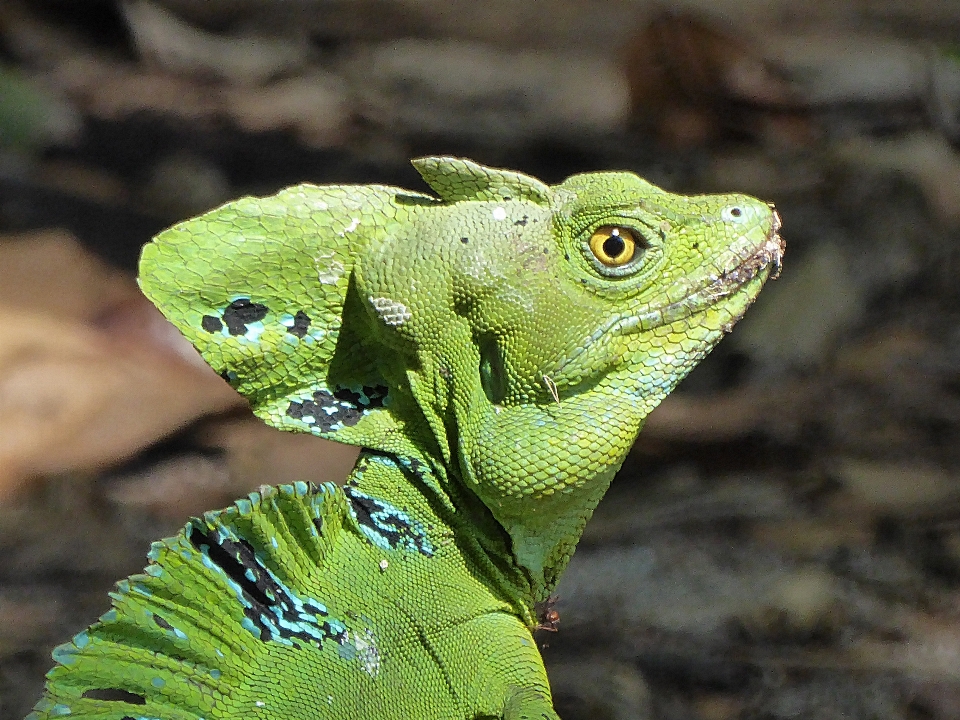 Margasatwa hijau reptil iguana