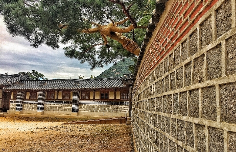 Foto Pohon kayu rumah dinding