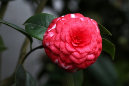 Plant flower petal red Photo