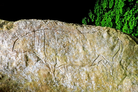 Photo Arbre rock tronc formation