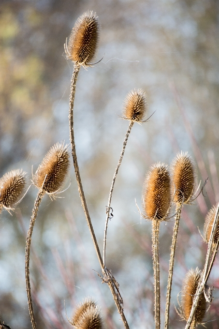 Nature grass branch blossom