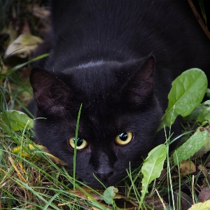 Foto Erba animale gattino gatto