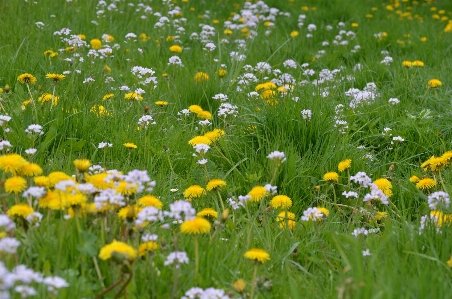 Landscape nature grass blossom Photo