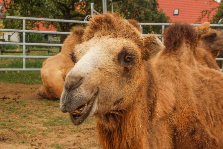 自然 干し草 草原
 動物 写真