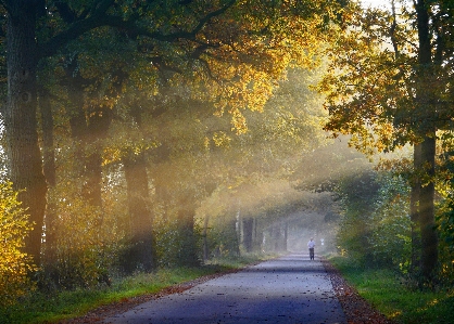 風景 木 自然 森 写真