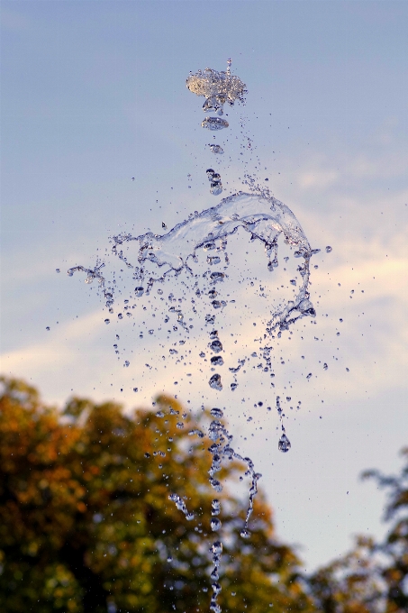 Arbre eau nature bifurquer