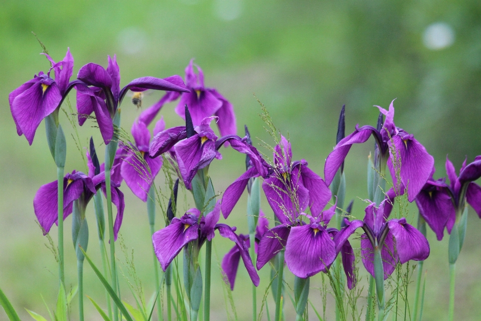 Nature plant flower purple