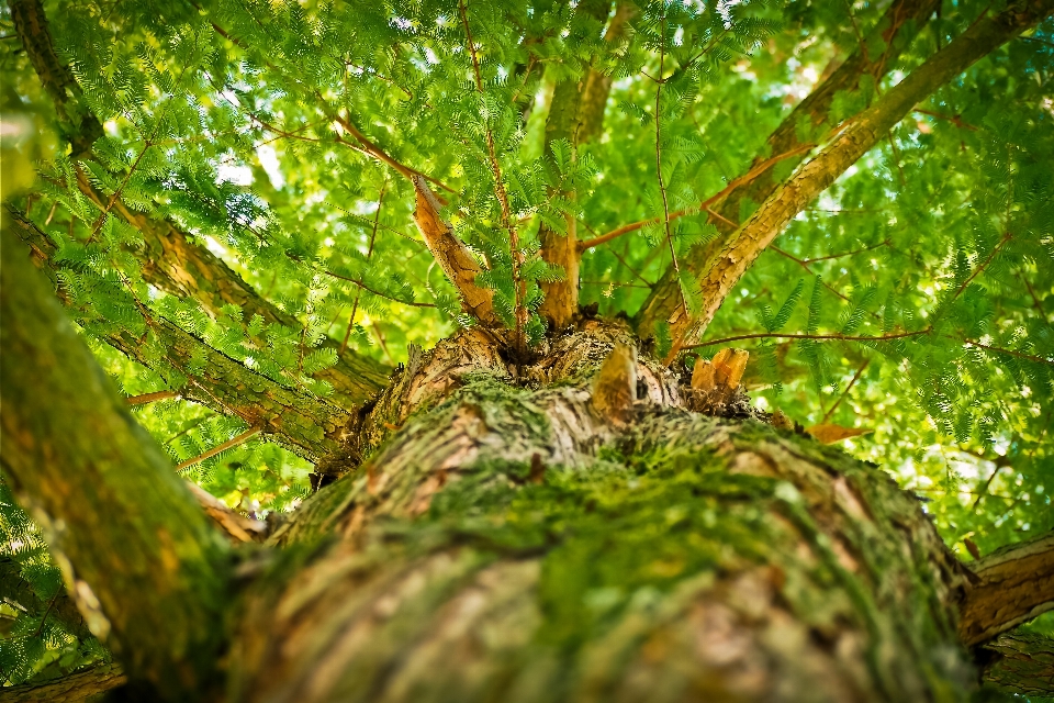 Landscape tree nature forest