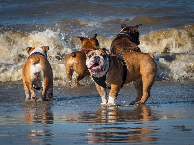 Beach dog mammal vertebrate Photo