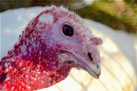 Nature bird white farm Photo