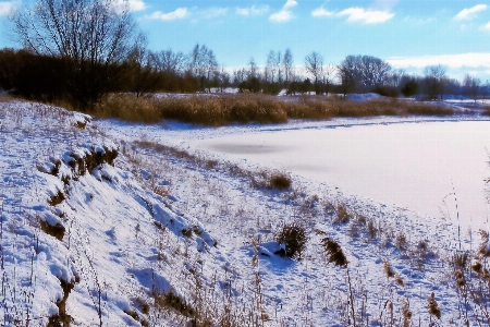 Landscape tree wilderness snow Photo