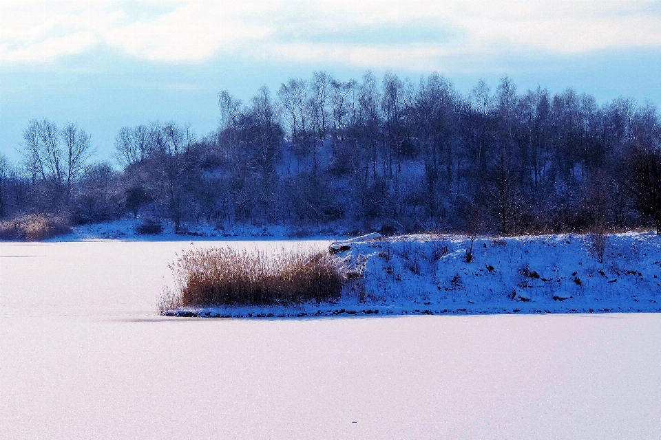 пейзаж дерево вода природа