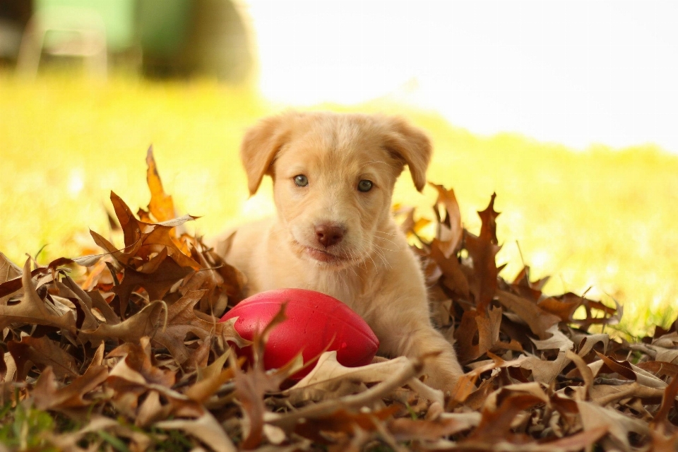 Fall puppy dog cute