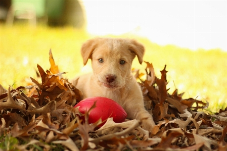 Fall puppy dog cute Photo