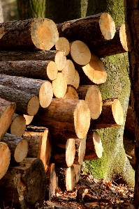 Baum wald zweig berg Foto