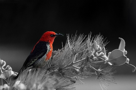 Photo Oiseau aile noir et blanc
 fleur