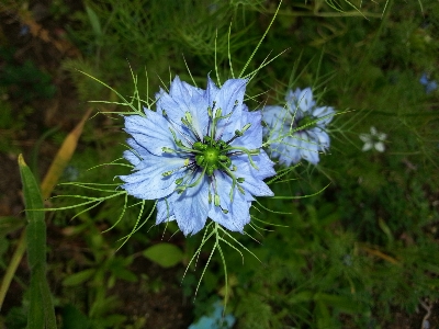 Nature plant meadow flower Photo