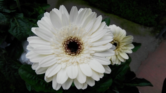 Nature plant white flower Photo