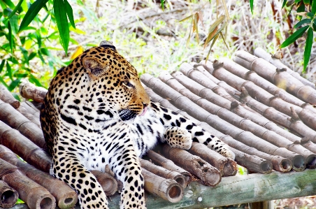 Foto Margasatwa kebun binatang hutan kucing