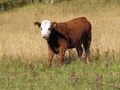 Grass field farm meadow Photo