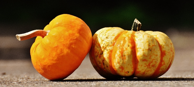 Nature plant fruit flower Photo