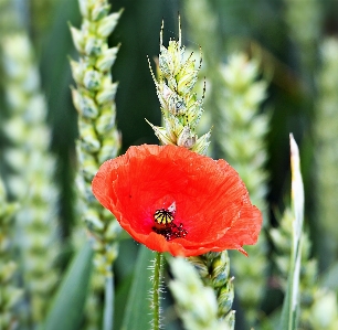 Nature blossom plant wheat Photo