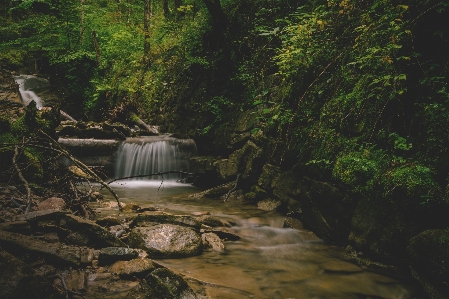 Water nature forest waterfall Photo