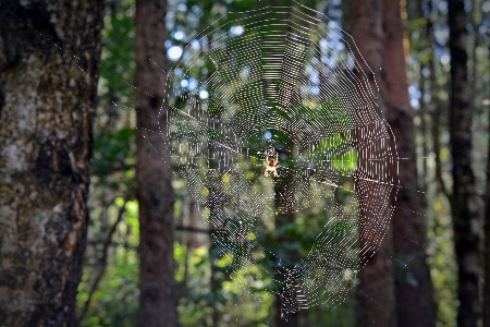 Фото дерево природа лес ветвь