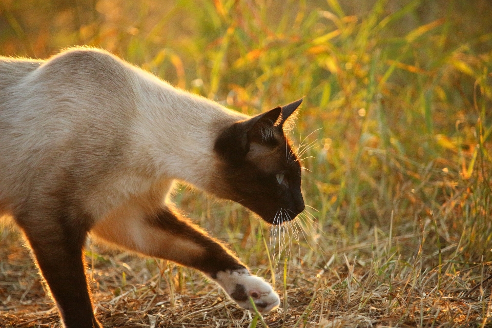 Grass sun wildlife kitten