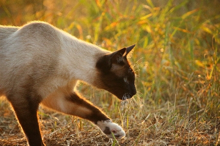 Foto Grama sol animais selvagens gatinho