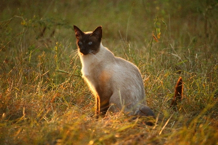 Grass sun prairie wildlife Photo