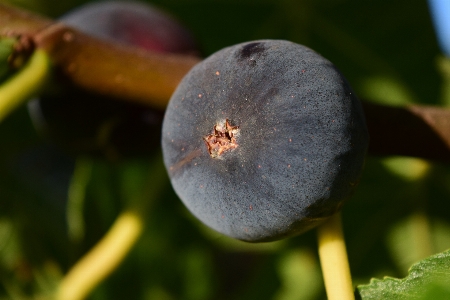 Nature branch plant photography Photo