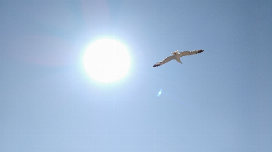 Nature bird wing light Photo