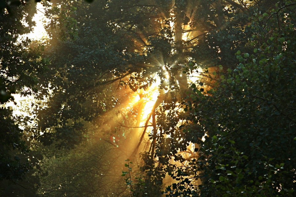 árbol naturaleza bosque rama