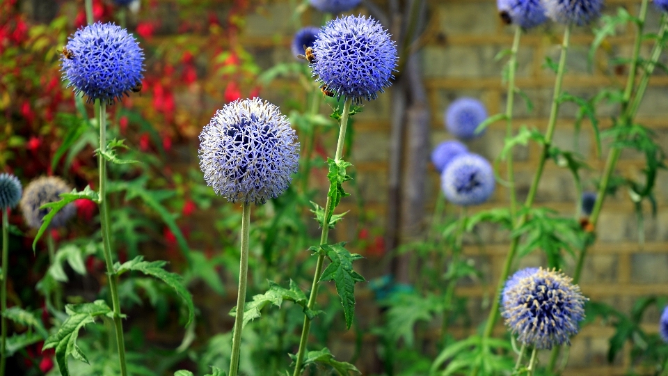 Natureza grama florescer plantar