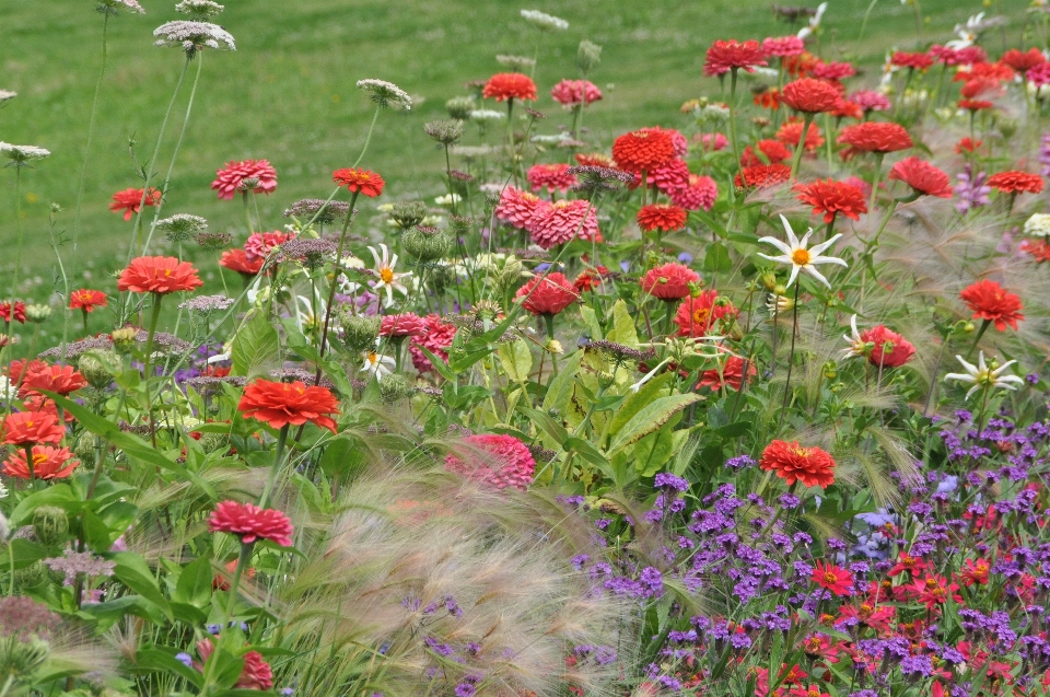 Natureza florescer plantar campo