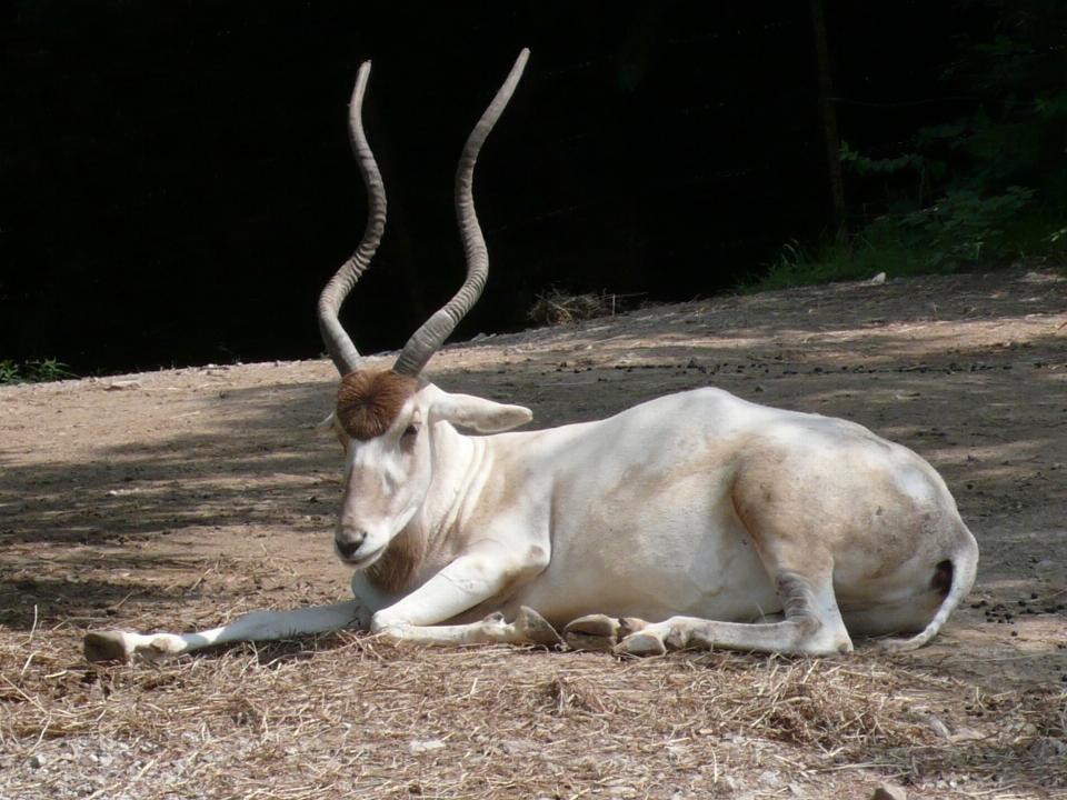 Natura animale animali selvatici cervo