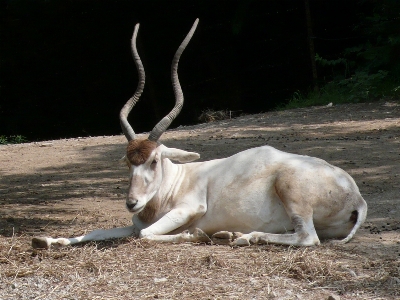 Zdjęcie Natura zwierzę dzikiej przyrody jeleń