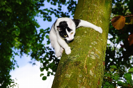 Foto Albero natura ramo bianco e nero
