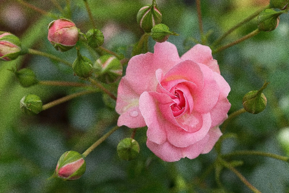 Blossom plant flower bloom