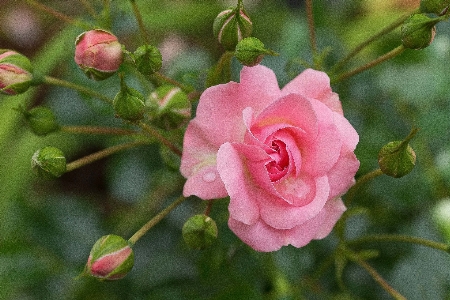 Blossom plant flower bloom Photo