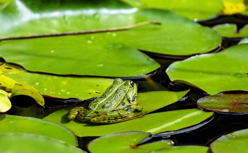 自然 葉 花 動物 写真