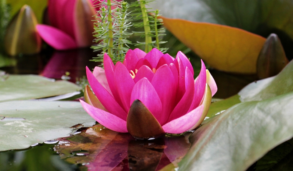 Natur blüte anlage blatt