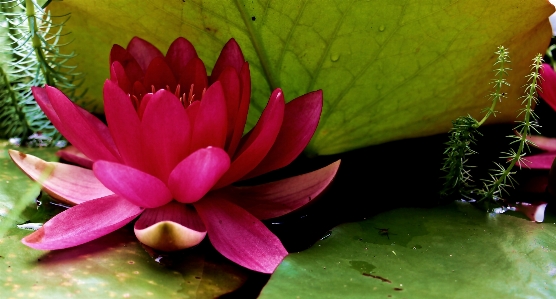 Nature blossom plant flower Photo