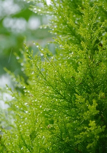 Tree branch plant wood Photo