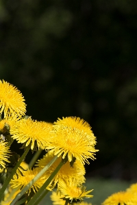 Nature branch blossom plant Photo