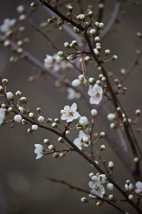 Tree branch blossom plant Photo